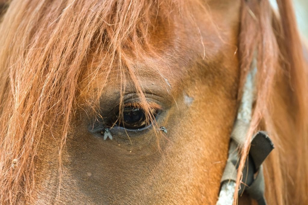 Calming Pink Eye at Home (What Actually Helps)