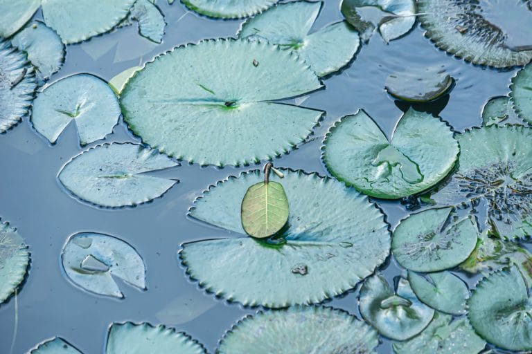 A single blue water lily blooming on still water surrounded by green pads
