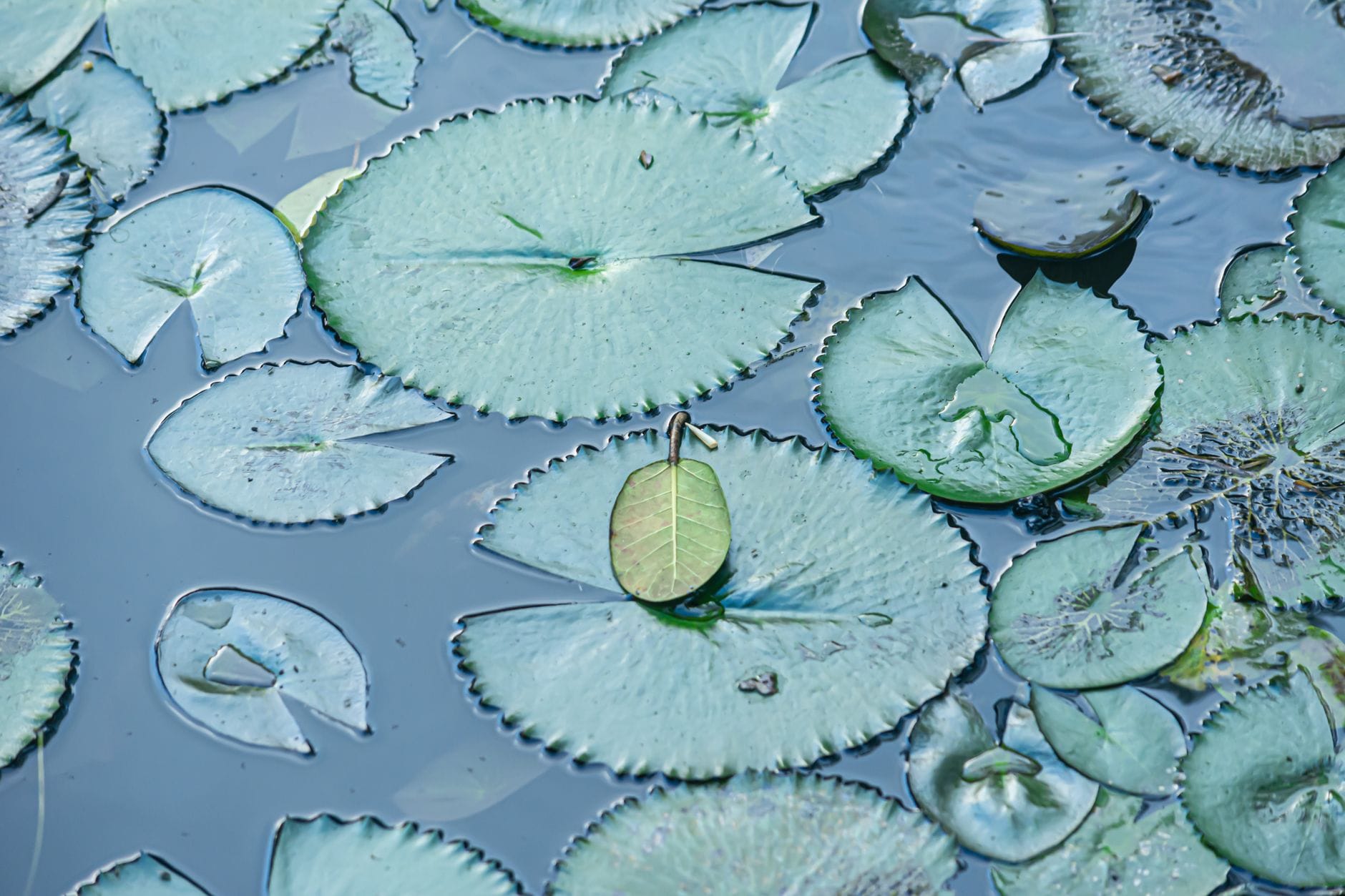 A single blue water lily blooming on still water surrounded by green pads