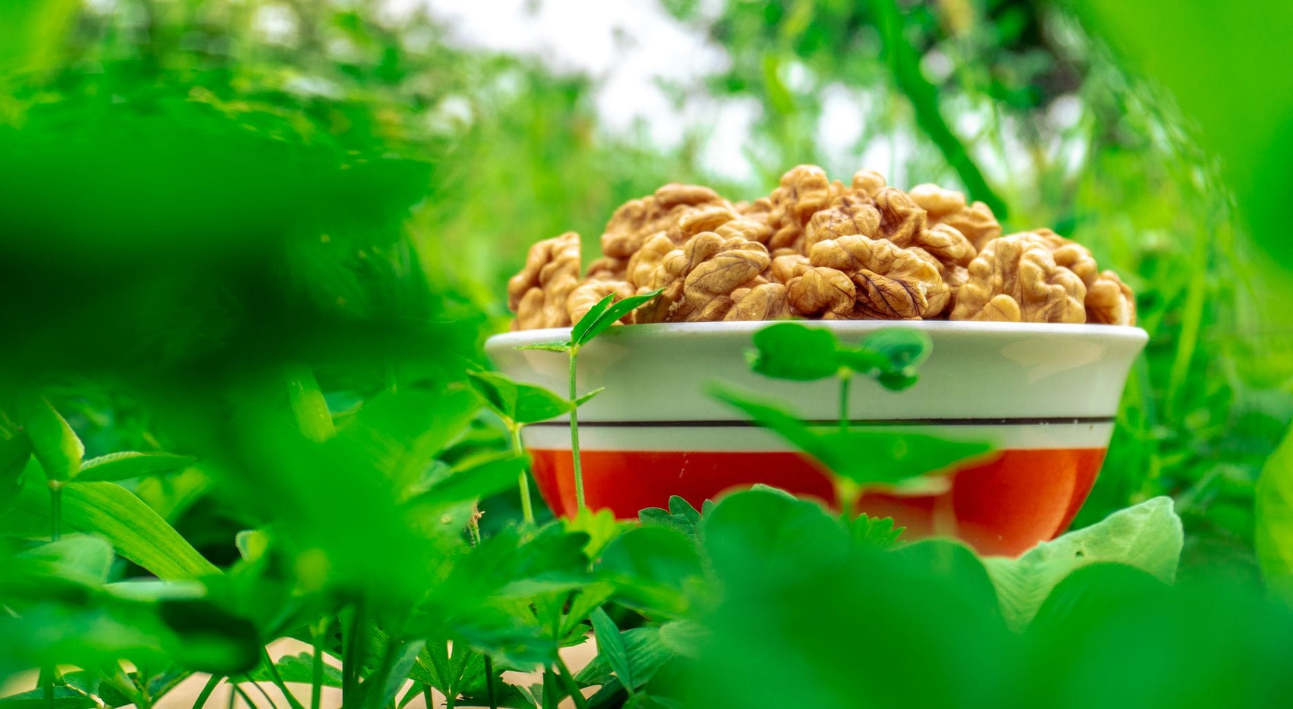 Wooden bowl heaped with shelled walnut halves beside a few whole nuts