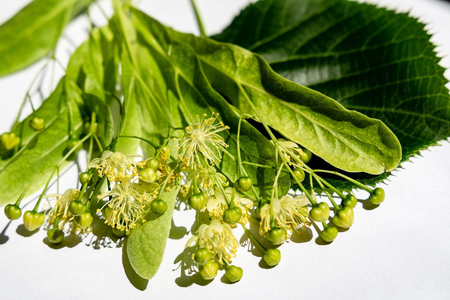 Cluster of pale yellow dried linden blossoms with small green leaves