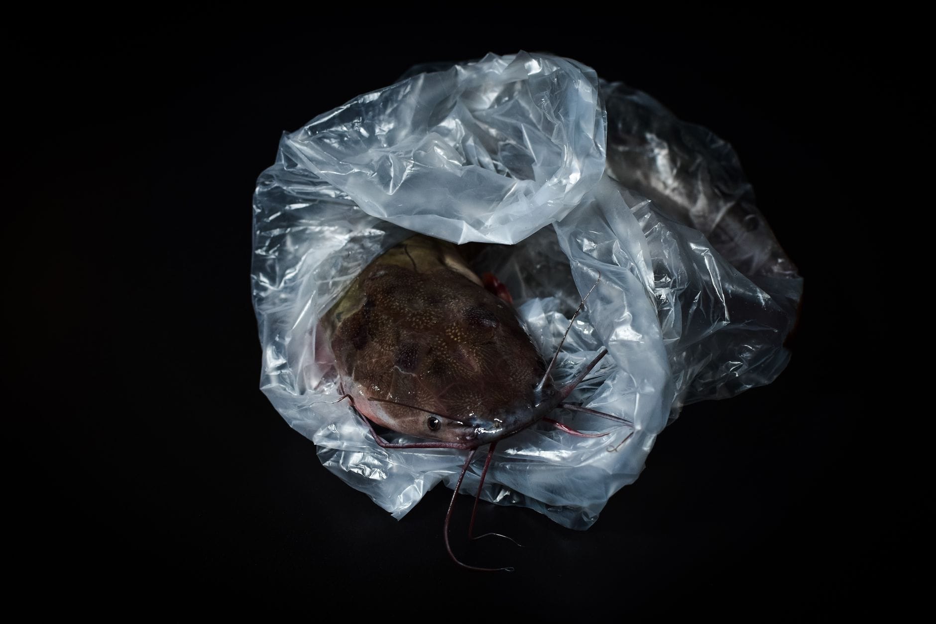 A fresh whole catfish with long whisker-like barbels on ice at a fish counter