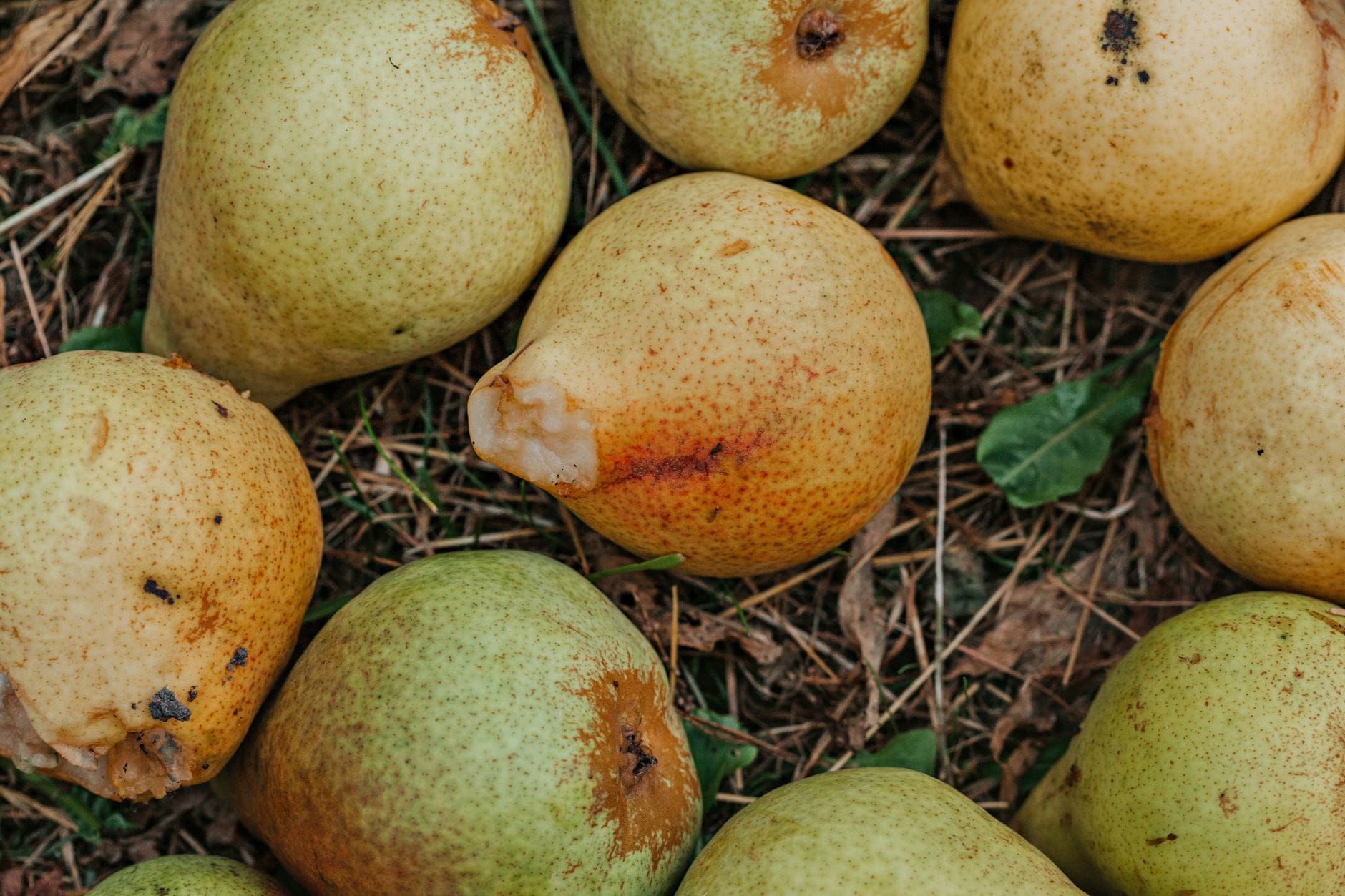Fresh ripe pears clustered together on a wooden surface