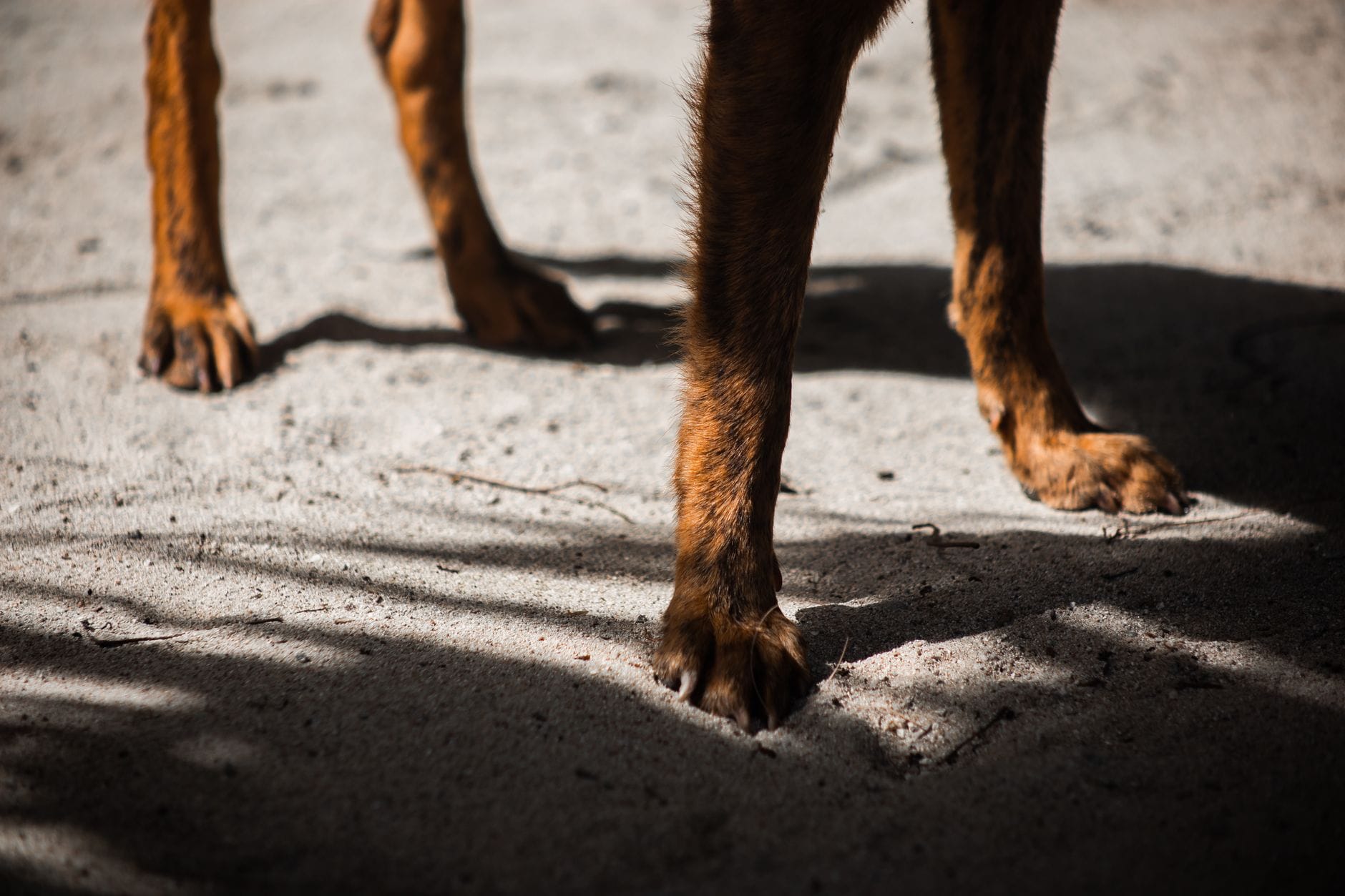 a dog raising its hind leg beside a fire hydrant