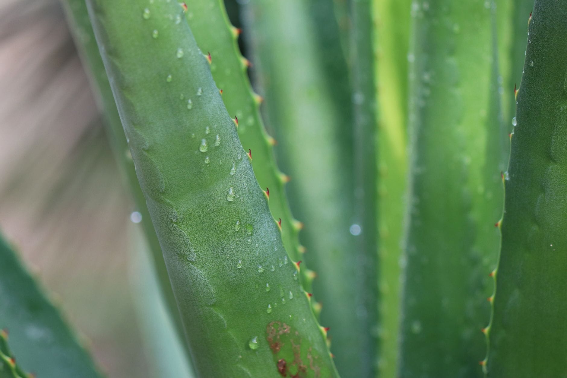 sliced aloe vera leaf oozing clear gel on wood
