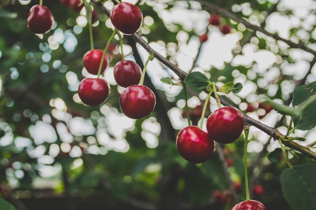 Bright red acerola cherries hanging on a green leafy branch