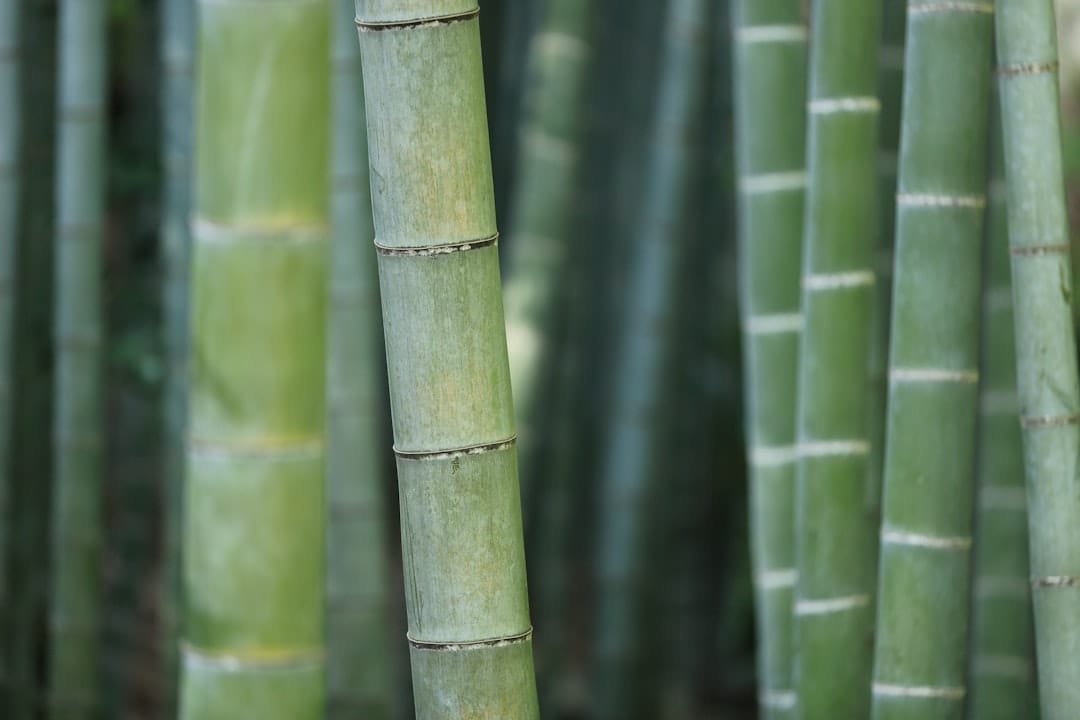 Freshly harvested bamboo shoots with pale sheaths on a rustic wooden surface