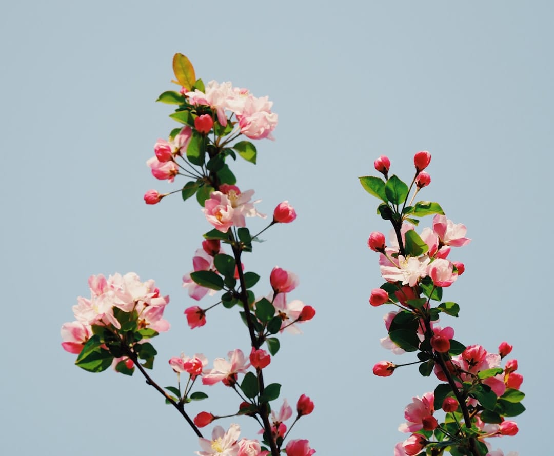 Pink and white quince blossoms opening on a leafy branch in spring