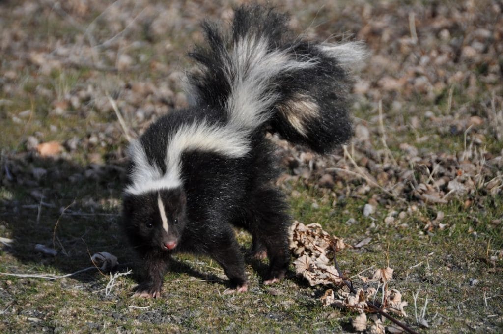 Getting Skunk Smell Off Your Skin and Pets Comes Down to Chemistry and Speed
