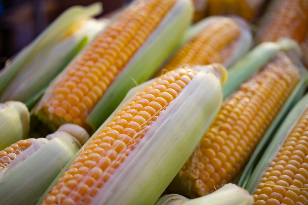 Ripe yellow corn cobs with husks partly peeled back on a rustic surface