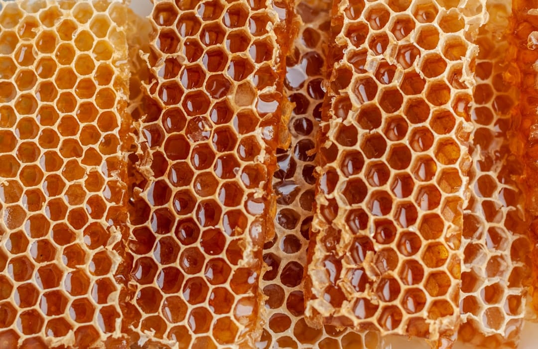 Beekeeper holding a wax honeycomb frame covered in bees