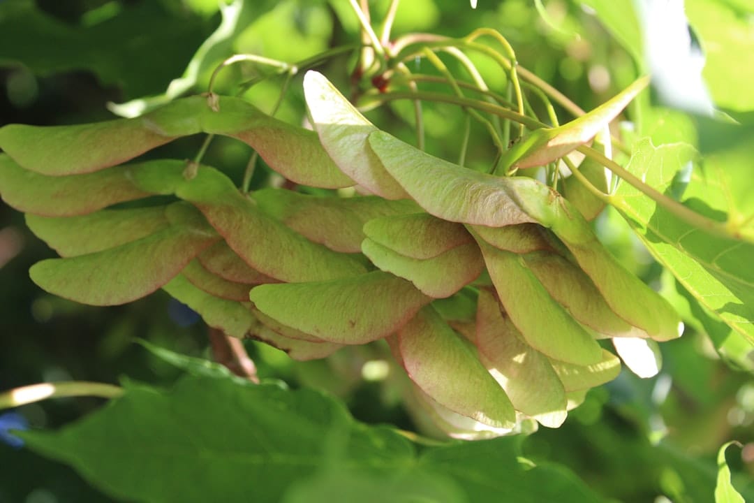 Spiky reddish achiote seed pods growing on a branch in dappled light
