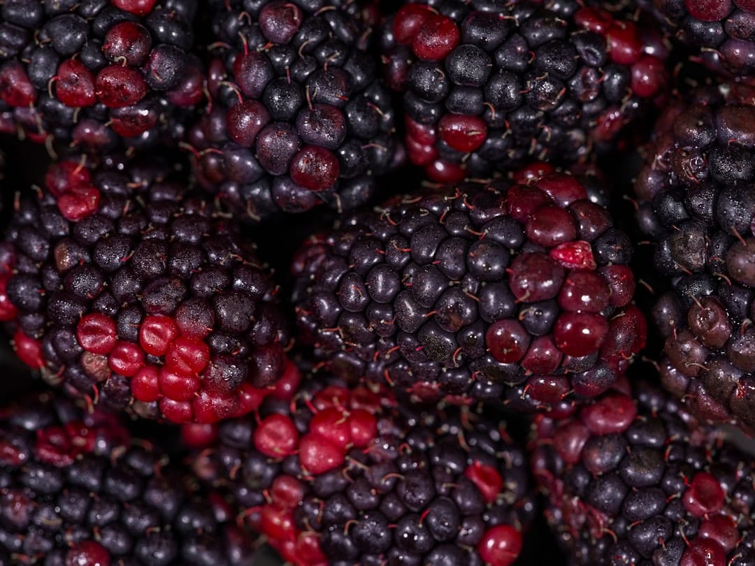 Cluster of small dark purple huckleberries with water droplets on their skins