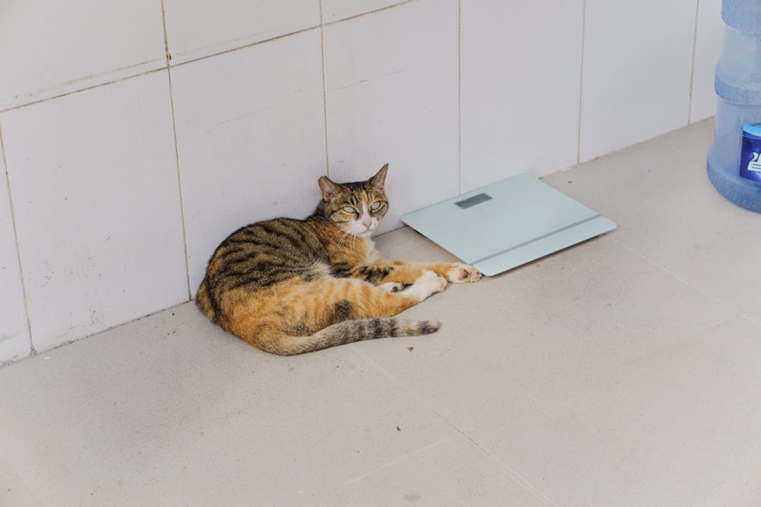 Bare feet standing on a white digital bathroom scale