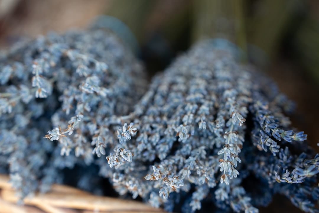 Bundle of dried purple lavender sprigs tied with twine