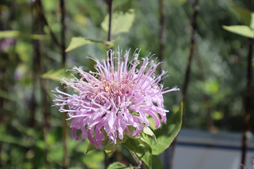 Whole and halved bergamot citrus fruits with green leaves on a wooden surface
