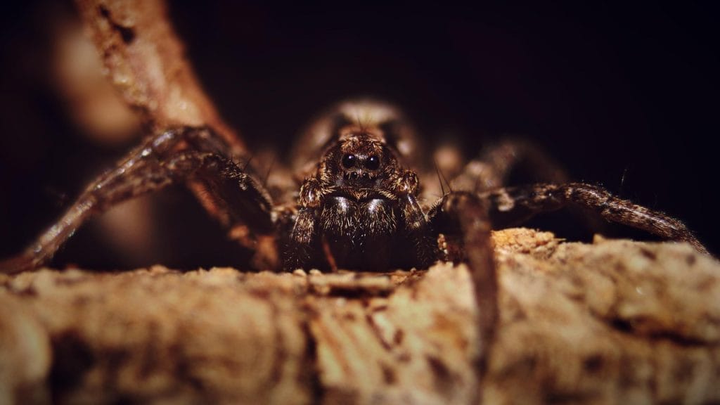 Which Home Remedies Actually Calm a Spider Bite?