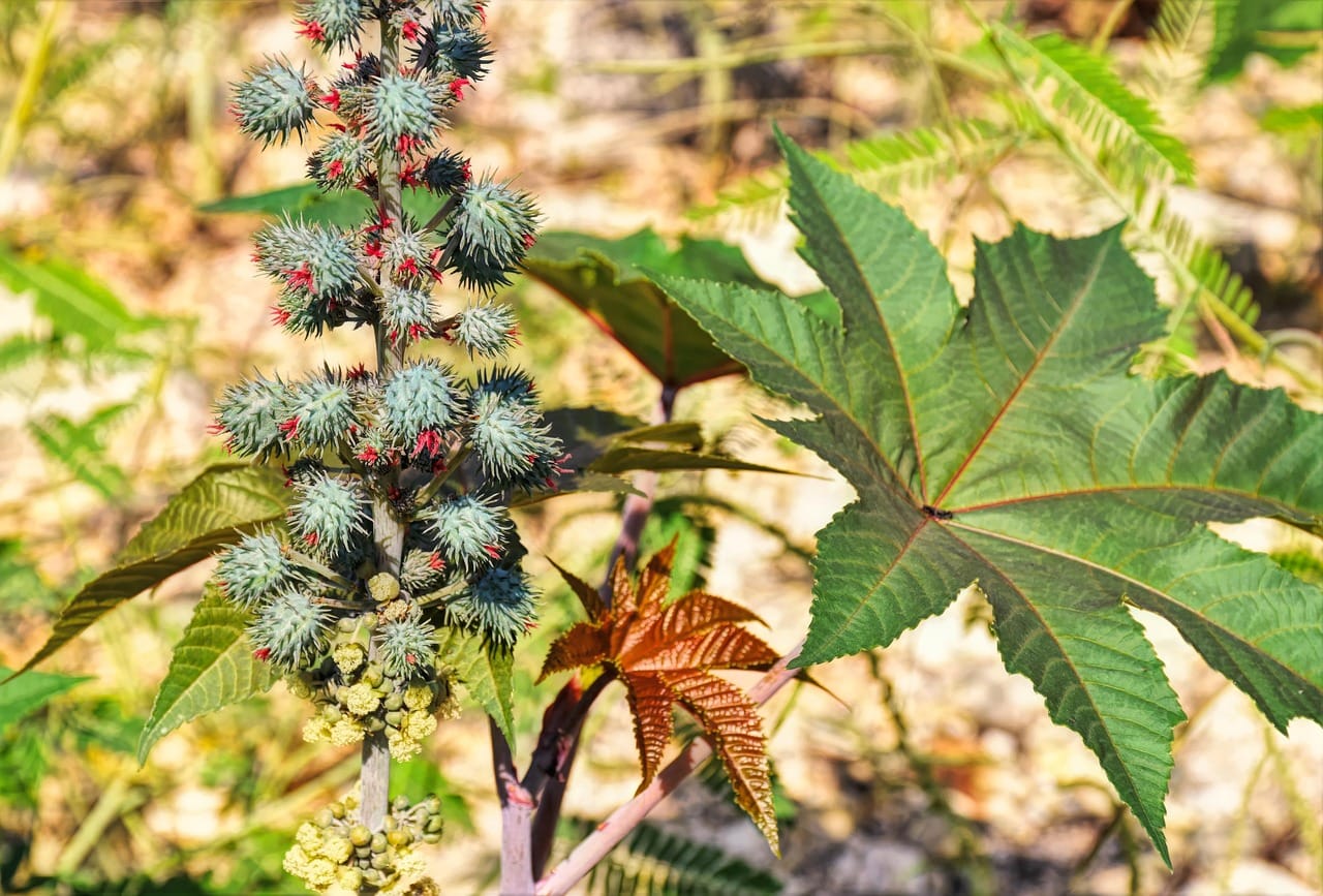 Speckled brown castor beans piled next to a green leaf on a rustic table