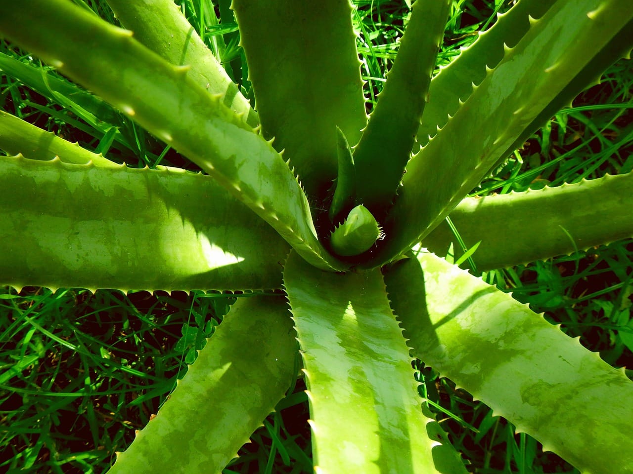 A cut aloe vera leaf showing the clear gel inside
