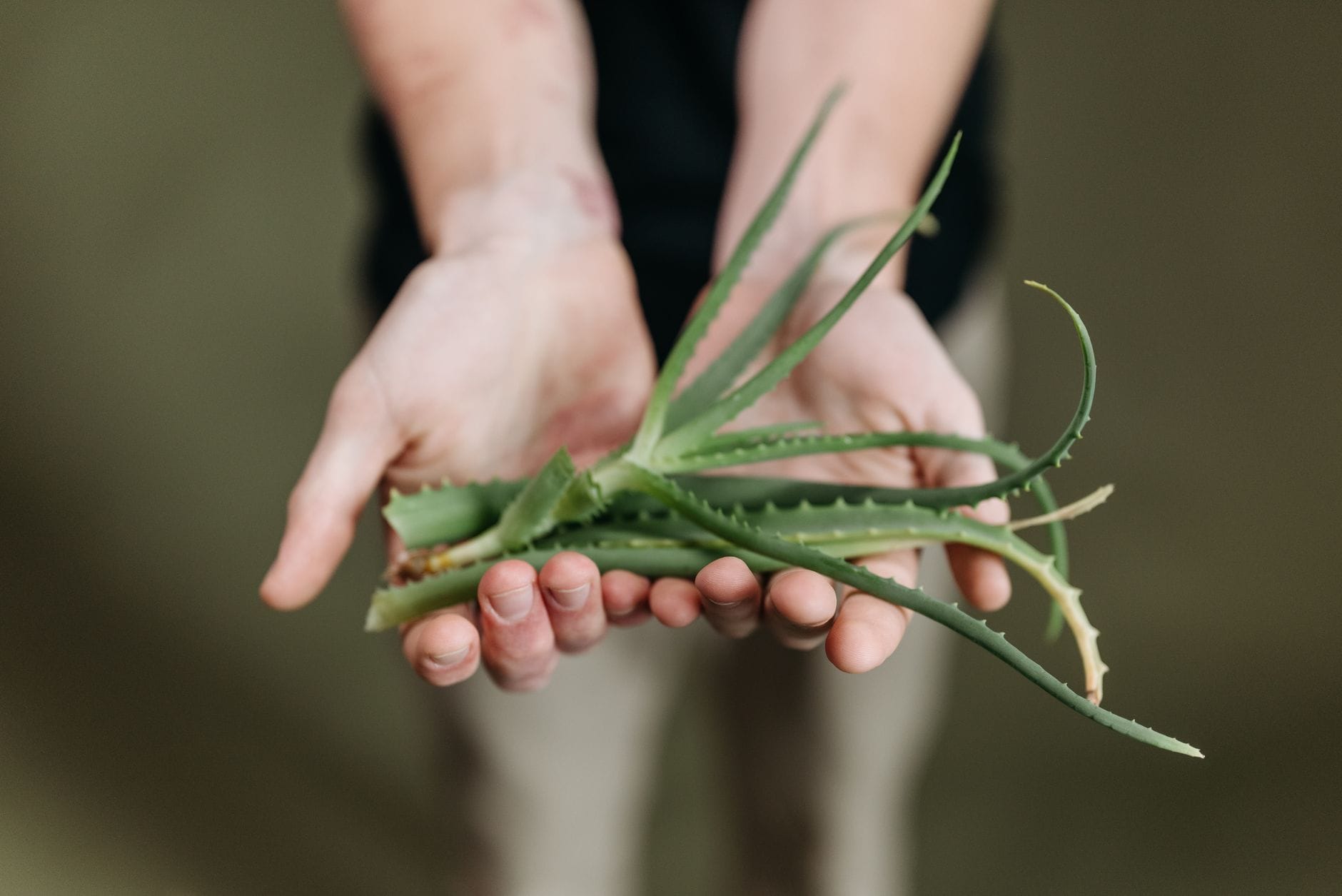 A cut aloe leaf with clear gel oozing onto a wooden board
